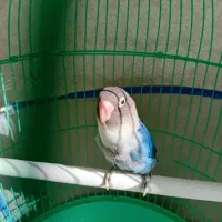 طوطی برزیلی