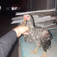 مرغ لاری فروشی