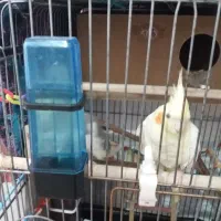 عروس هلندی|پرنده|ملایر, |دیوار