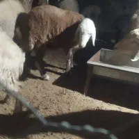 بره نر سنجابی|حیوانات مزرعه|جوین, |دیوار