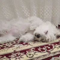 سگ شیتزو|سگ|بوکان, |دیوار