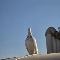 کبوتر|پرنده|مشهد, هفت تیر (حافظ)|دیوار