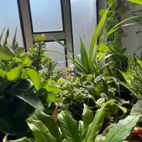 فروش گل‌های اپارتمانی