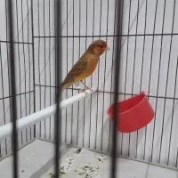 قناری شتری مست|پرنده|مرودشت, بیست متری بیمارستان|دیوار