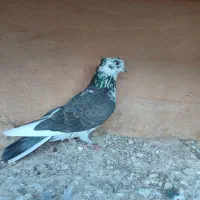 فروش کبوتر پرشی