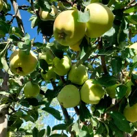فروش خانه ویلایی دو طبقه در دوراهی قودجان|فروش خانه و ویلا|خوانسار, |دیوار