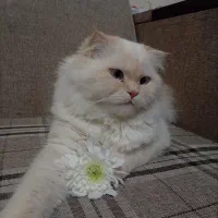 گربه نر