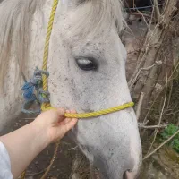 اسب کرد سال ۶ سواری دارد