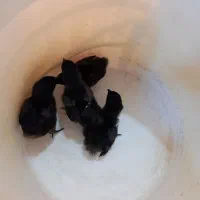 جوجه و تخم  بلدرچین مینیاتوری ایام سمانی ابریشمی|حیوانات مزرعه|یزد, |دیوار