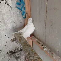 کبوتر|پرنده|نقده, |دیوار