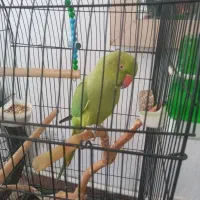 فروش طوطی ملنگو