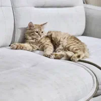 گربه dlh|گربه|تفت, |دیوار