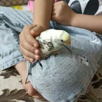 فروش عروس هلندی|پرنده|سهند, |دیوار