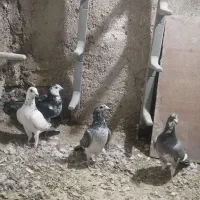 4 عدد ماده