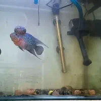 فلاور رد دراگون