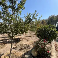 ۲۶۰۰متر زمین/سند تکبرگ/چهاردیواری|فروش زمین و ملک کلنگی|محمدشهر, عباس آباد|دیوار