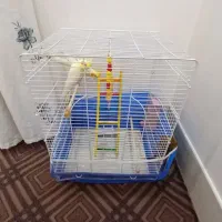 عروس هلندی|پرنده|بناب, |دیوار