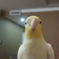 گمشده عروس هلندی