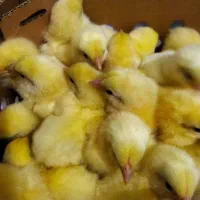 جوجه گوشتی راس