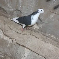 کبوتر|حیوانات|پارس‌آباد, |دیوار