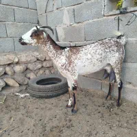 بزنقشی|حیوانات مزرعه|بندرعباس, |دیوار