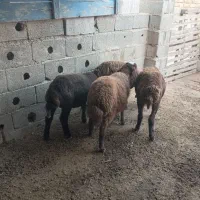 ۴عدد بره ماده افشاری