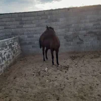 اسب مادیان|اسب و تجهیزات اسب‌سواری|فیروزآباد (فارس), |دیوار