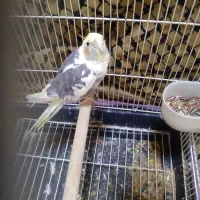 عروس هلندی|پرنده|کرج, شهرک فهمیده|دیوار