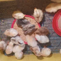 جوجه محلی ۷ روزه