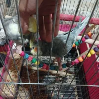 یه جفت عروس هلندی نر و ماده بسیار رام|پرنده|شاهدشهر, |دیوار