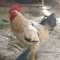 خروس (مخصوص قربانی)