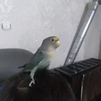 طوطی برزیلی نر|پرنده|اسلامشهر, شهرک مفیدی|دیوار