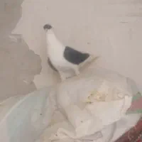 سیدی سیا|پرنده|شوشتر, |دیوار