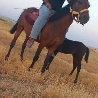 اسب مادیان|اسب و تجهیزات اسبسواری|سردرود, |دیوار