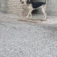 ماده عراقی