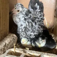 تخم مرغ گلین+جوجه گلین|حیوانات مزرعه|اصفهان, چرخاب|دیوار