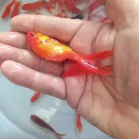 ماهی قرمز|ماهی|گنبد کاووس, |دیوار