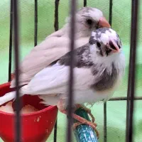فروش ۶ فنج نر و ماده