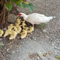 جوجه اردک اسرائیلی