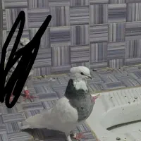 طوقی الماسی نر