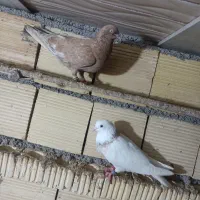 کله ای|پرنده|هندیجان, |دیوار