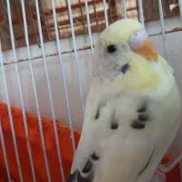 مرغ عشق