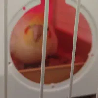 عروس هلندی|پرنده|شیراز, شهرک مفتح|دیوار