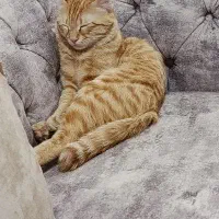 واگذاری رایگان گربه