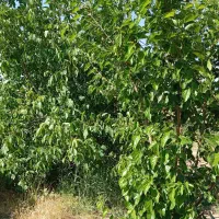 باغ یک هکتاری نزدیک به شهر