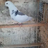 کفتر کبوتر|پرنده|تهران, باشگاه نفت|دیوار