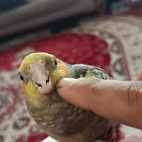 عروس هلندی|پرنده|گرمسار, |دیوار