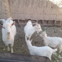 بزغاله نرسانن