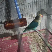 کوتوله طوطی