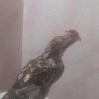 خروس گلین صحیح وسالم|حیوانات مزرعه|تهران, کیانشهر|دیوار